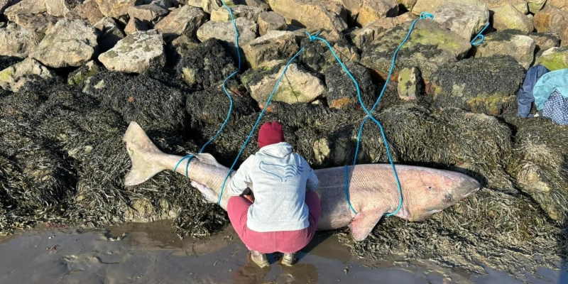 In April 2026, a dead Greenland shark washed up on the Irish shore – the first ever to strand here (Credit: Ana Sanz/ Irish Whale and Dolphin Group)
