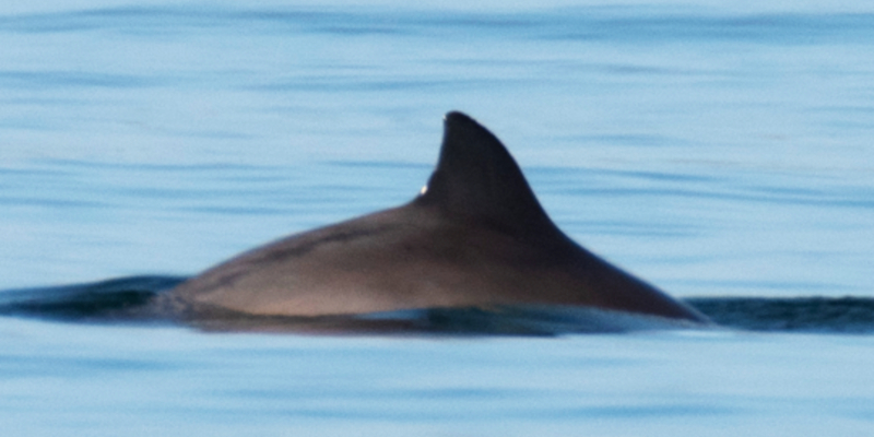 New Study Identifies Harbour Porpoise Bycatch Hotspots in Irish Waters and Calls for Urgent Action