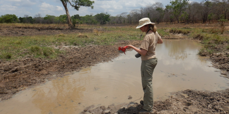 Katrina Walsh collecting mosquito larvae from a water hole in the ILUMA Wildlife Management Area in southern Tanzania