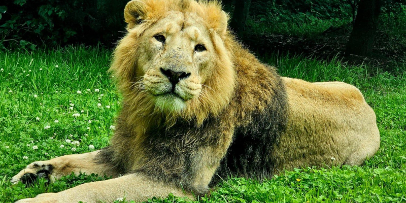 Yali, pictured at Fota Wildlife Park. 