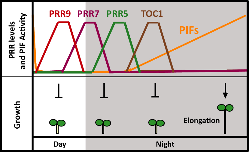 The circadian clock sets the pace of plant growth