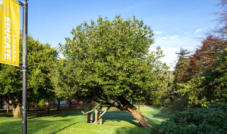 UCC’s iconic tree collection receives international recognition 