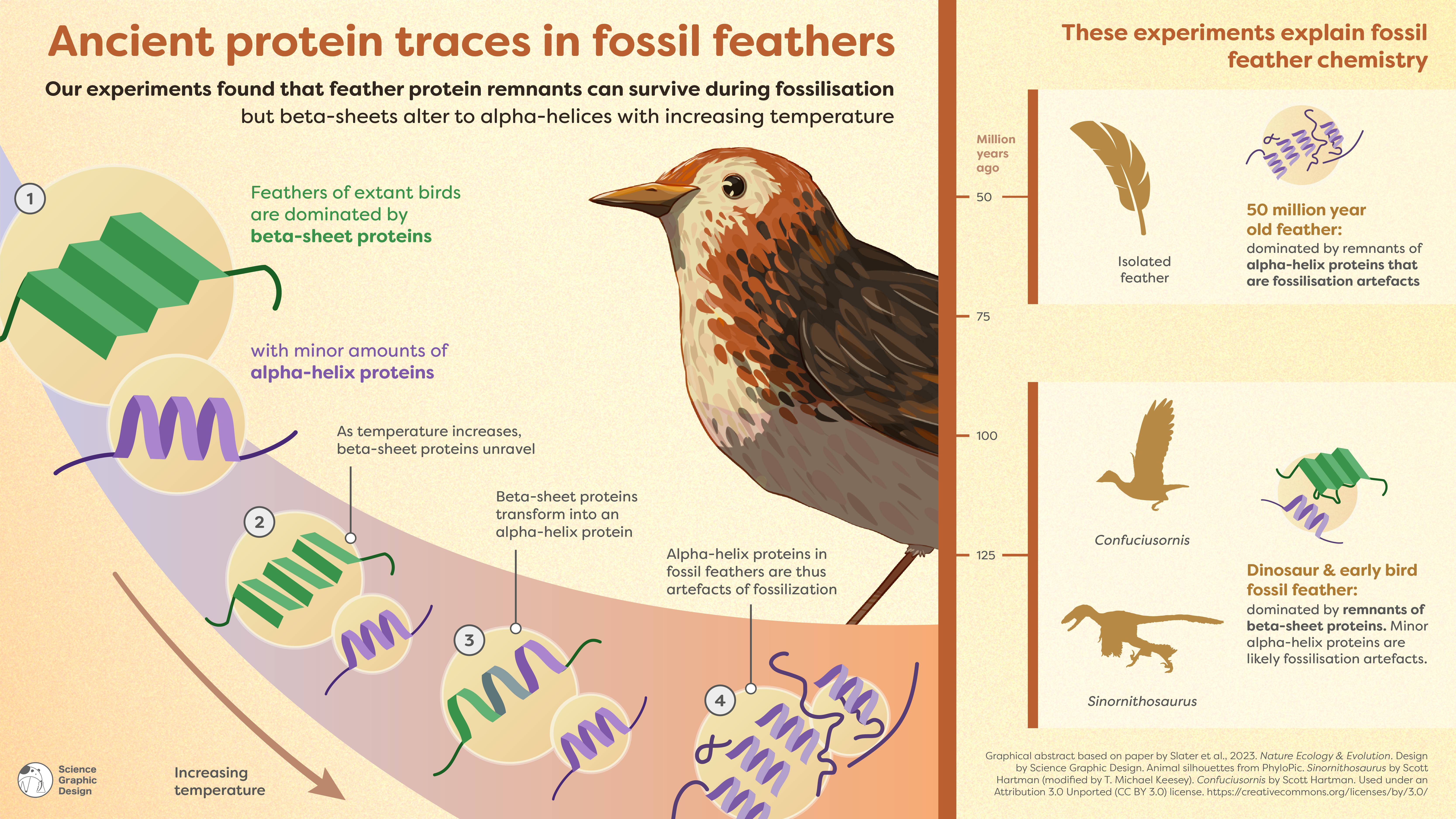 Dr Tiffany Slater has new paper on fossil feather proteins in Nature Ecology and Evolution