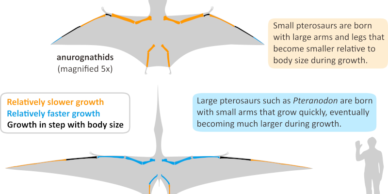 Dr Zixiao Yang publishes new paper on pterosaurs in Proceedings B