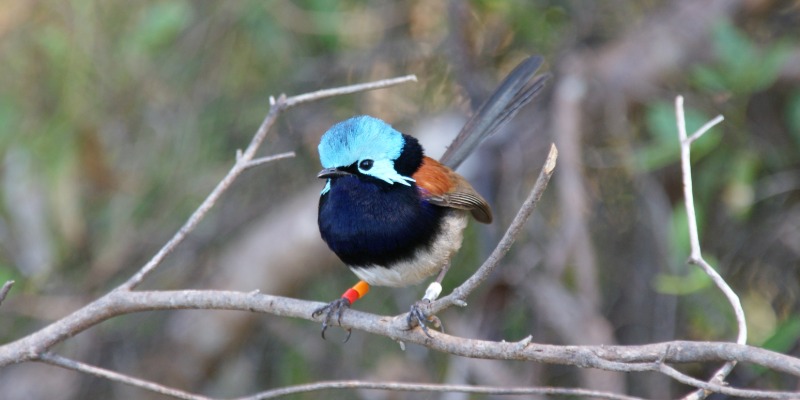 Meta-study reveals mechanisms of animals&rsquo; adaptations to cope with climate change