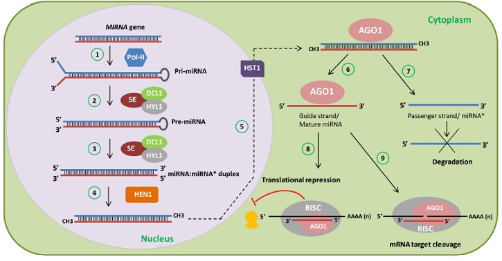 Frontiers in Plant Science