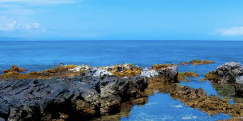 New paper on the importance of micro-refugia across latitudes