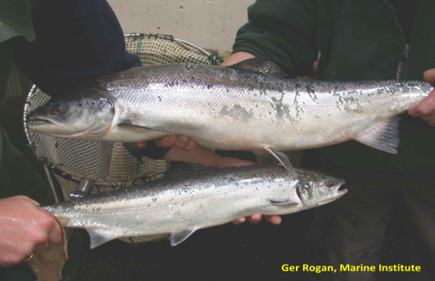 Long-term population monitoring used to study Atlantic salmon evolution