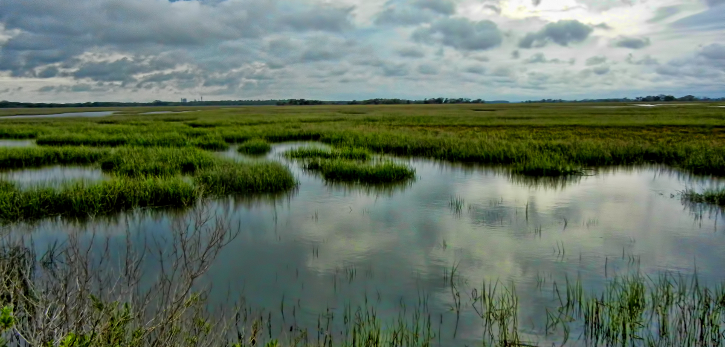 Invasive Plants Can Boost Blue Carbon Storage