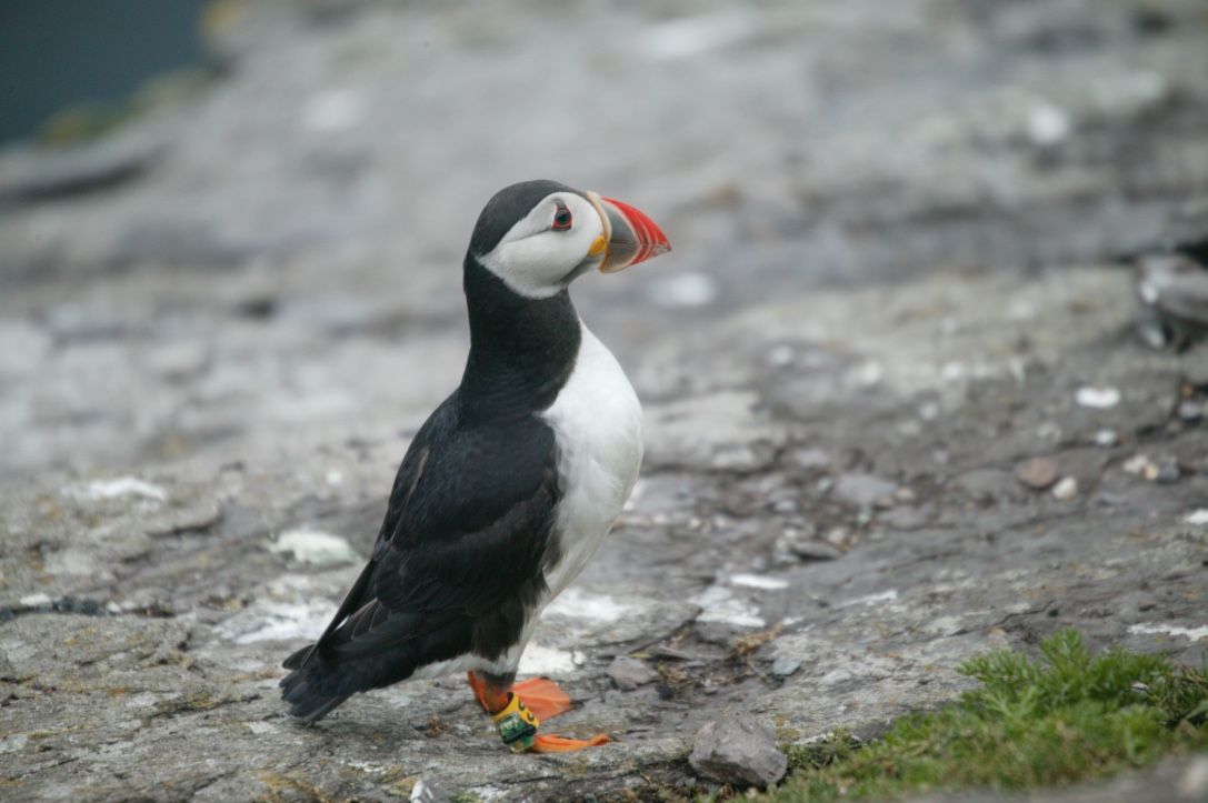 Vast area of Atlantic to be protected in effort to conserve seabird species