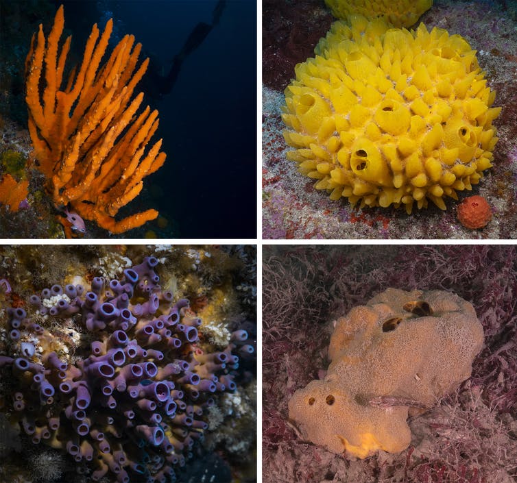 New Research: Sponges can survive low oxygen and warming waters. They could be the main reef organisms in the future