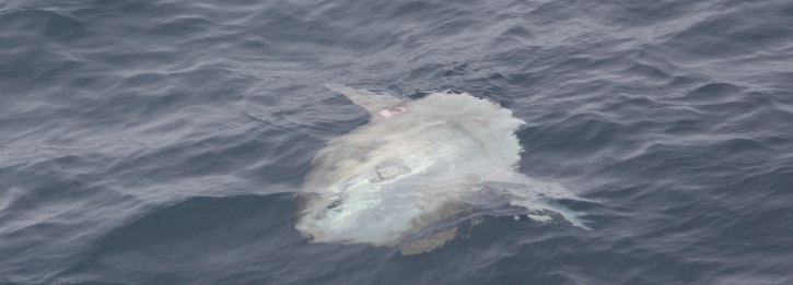 A winter in Ireland: Irish scientists uncover habits of the large and elusive Ocean sunfish