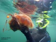 Tom Doyle tagging a lion's mane jellyfish in Dublin Bay. Image copyright Damien Haberlin and Oceandivers