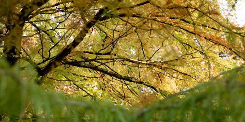 Image: UCC Arboretum by Tomas Tyner