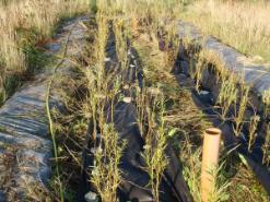 Willow trees on constructed wetland just after planting