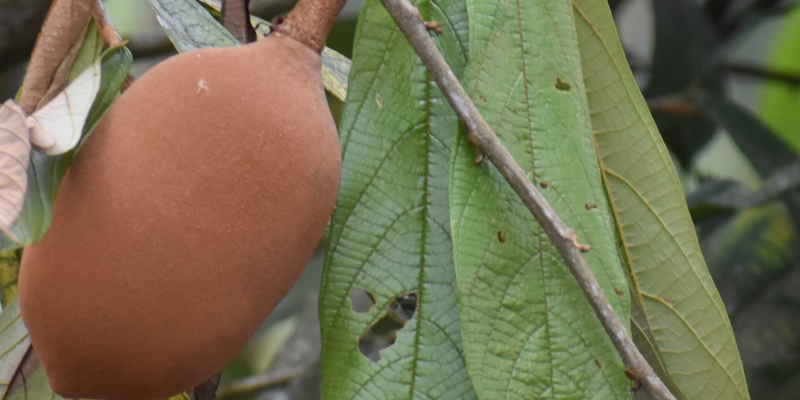 Domestication of the Amazonian fruit tree cupuaçu may have stretched over the past 8000 years