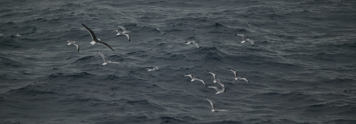 New project to ObSERVE seabird and cetacean abundance