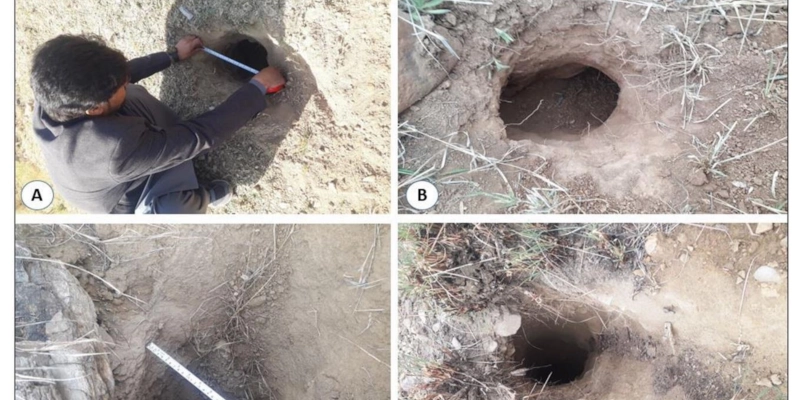 New insights into Indian pangolin conservation