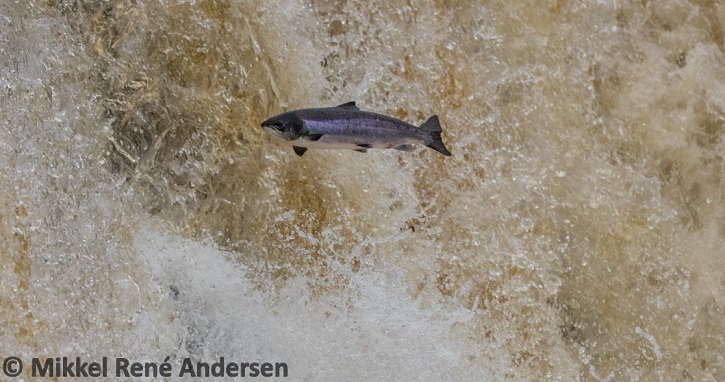 Captive-bred salmon perform poorly in the wild and do not enhance wild populations