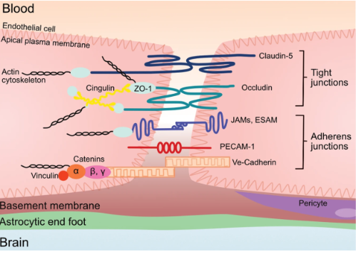 Molecular Psychiatry Review |  The blood-brain barrier in aging and neurodegeneration | By Emily Knox, Caitriona O'Driscoll, María R. Aburto, John F. Cryan, and Ger Clarke