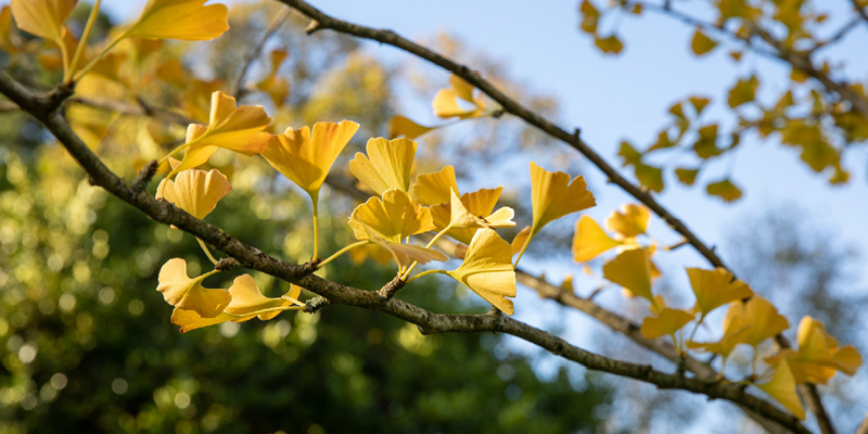 Surviving seeds from Hiroshima to be planted in UCC