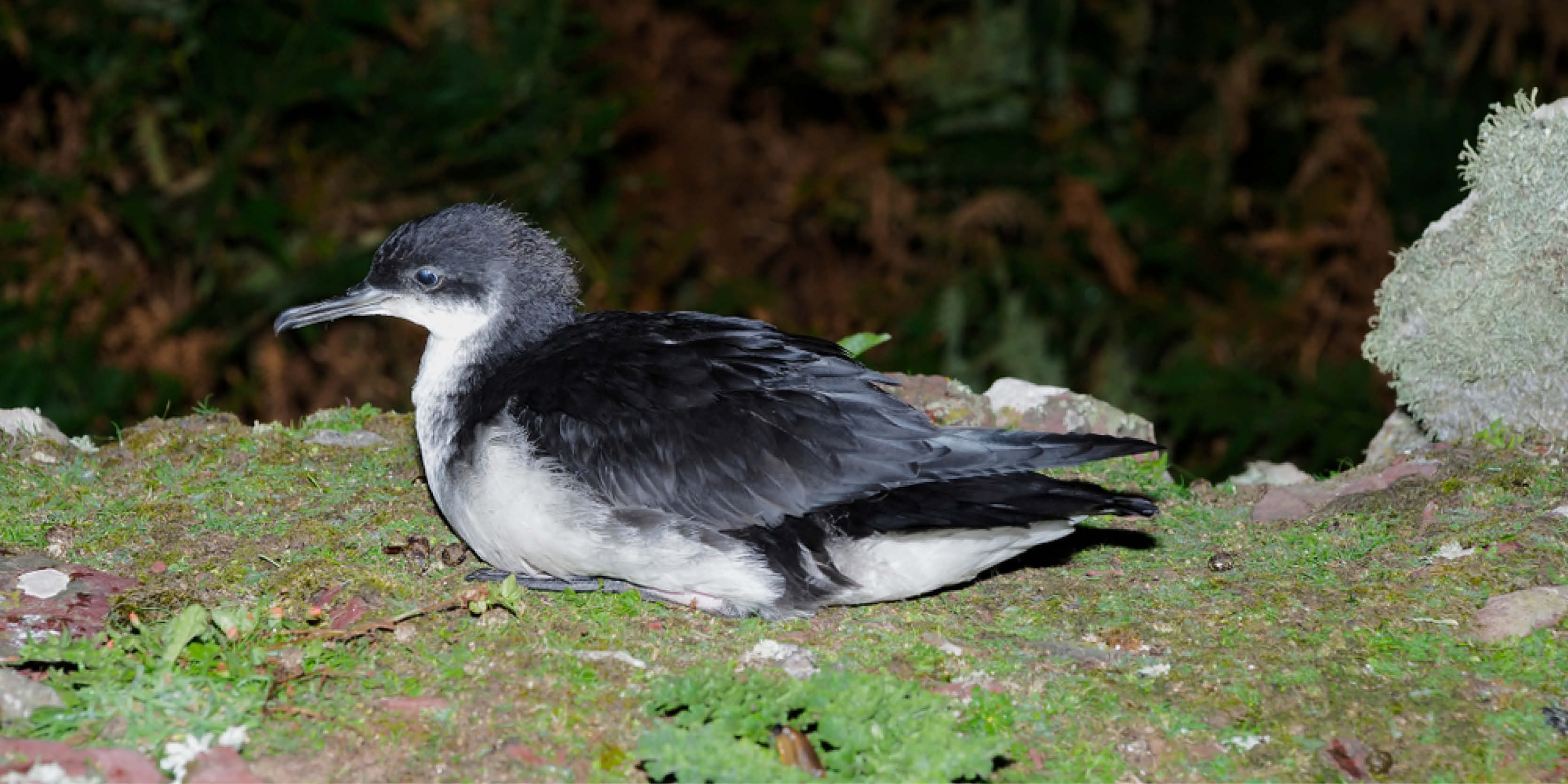 Ground-breaking seabird research published in Smithsonian Magazine