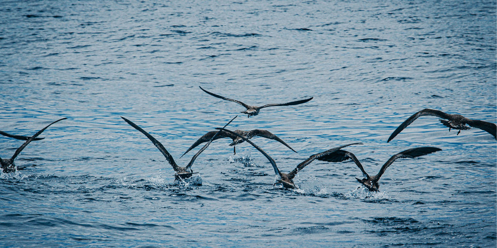 Ocean plastic blackspots most likely to threaten seabirds identified