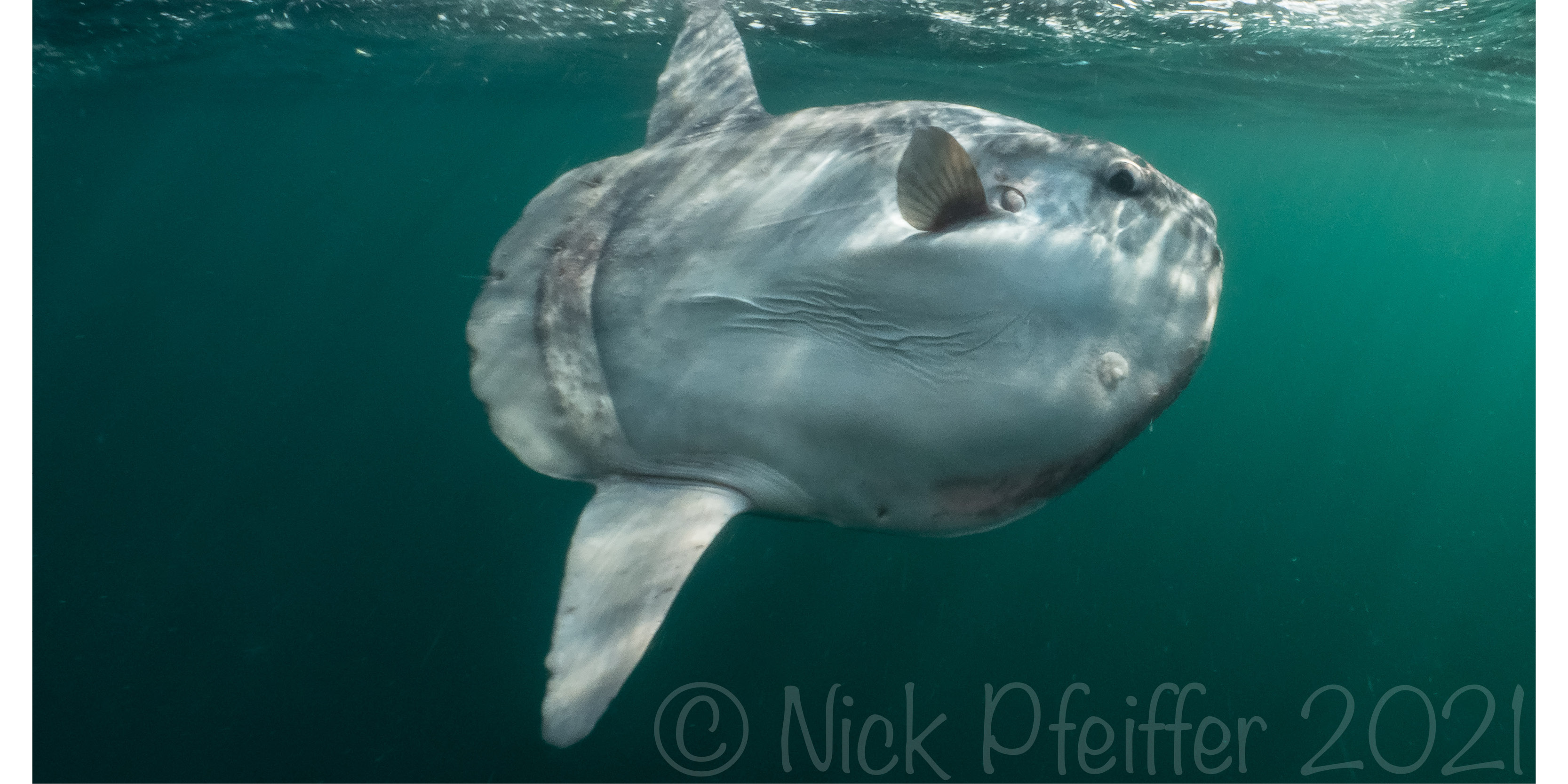 Giant sunfish numbers increase in Irish waters as temperatures rise