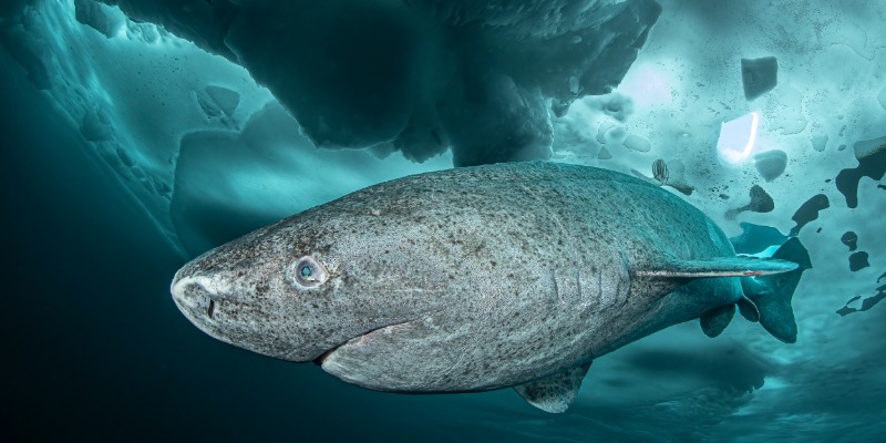 Image credit: Lars von Ritter Zahony/ Ocean Image Bank