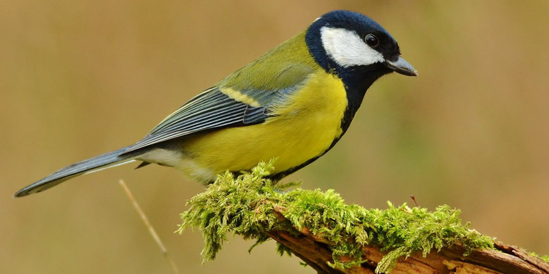 UCC researchers make new discovery about birds’ feeding habits