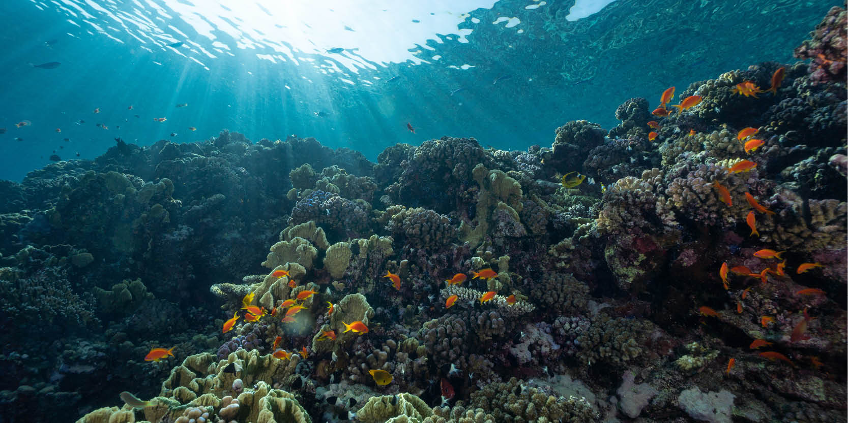 Coral reef sea creature named after School of BEES professor