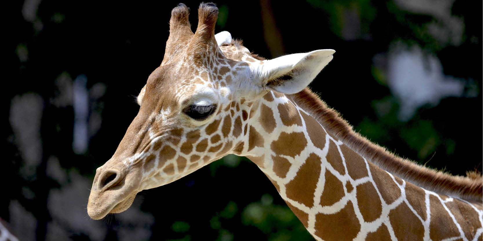 Predictive tracking technology to assist in the conservation of reticulated giraffes