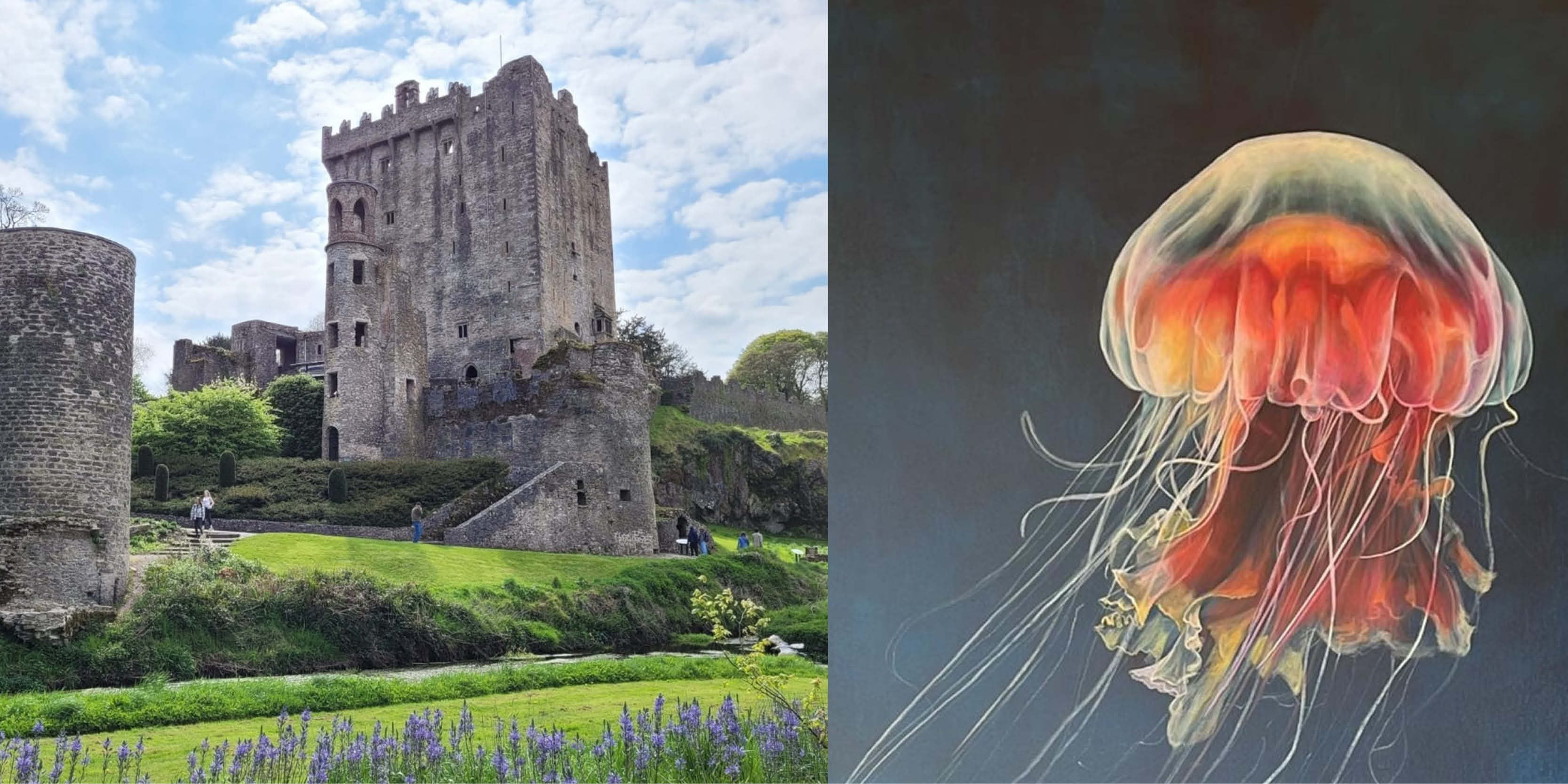 Jellyfish-inspired garden at Blarney Castle and Gardens 