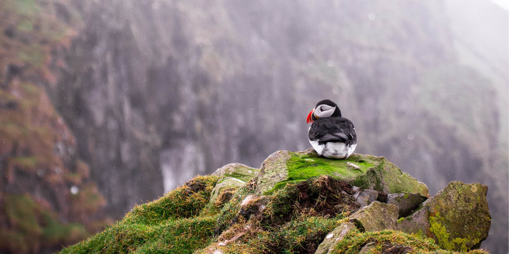 Study finds flightless Puffins vulnerable to winter storms for two months a year