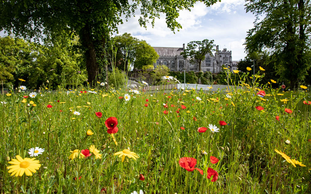 UCC Gardens