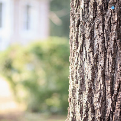 Cork City needs thousands more trees to offset carbon emissions