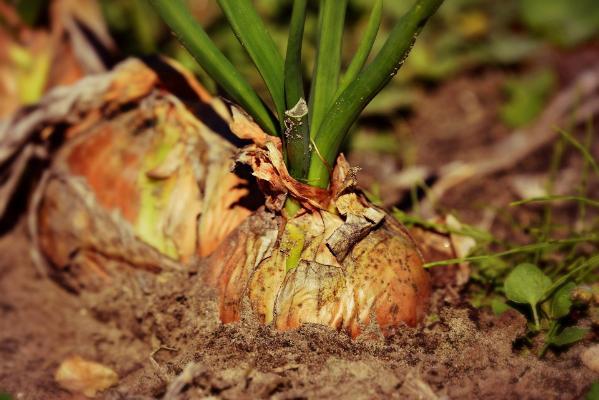 Rural development seminar: 'Regenerative & Biodiversity Enriching Agriculture'