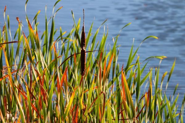 Research partnership supports Ballyvergan biodiversity action plan