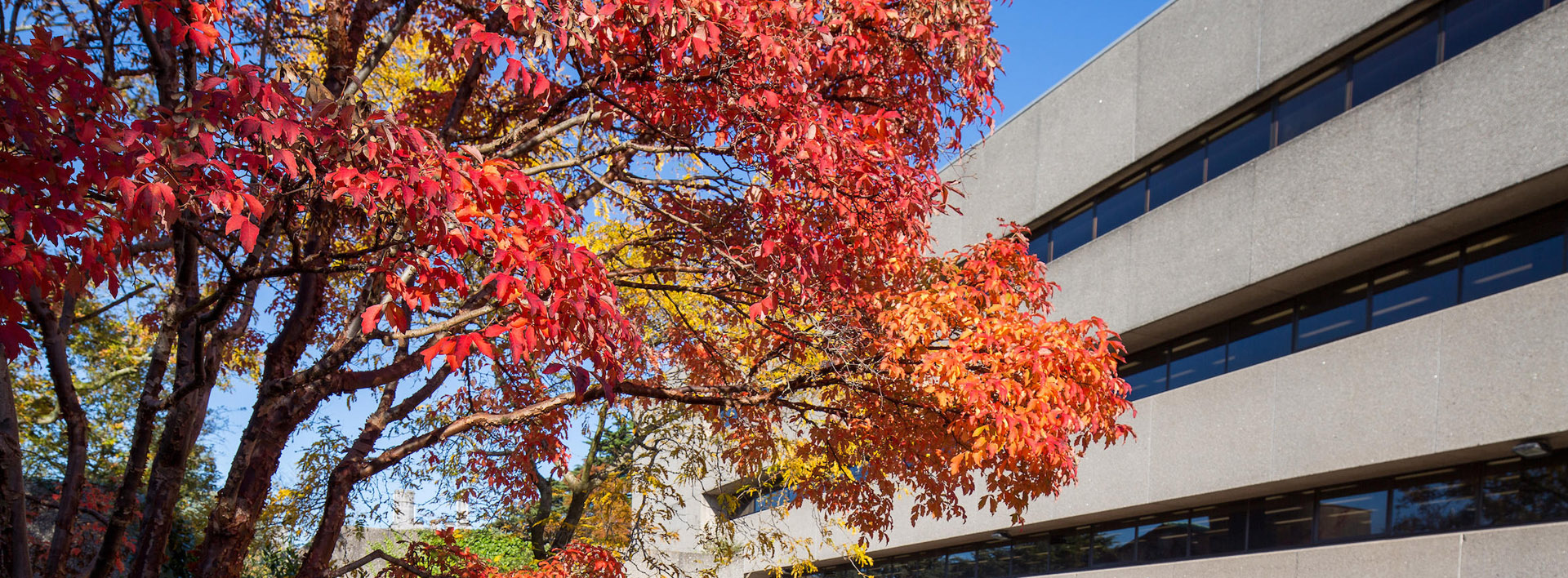 large tree with red leaves by a library 