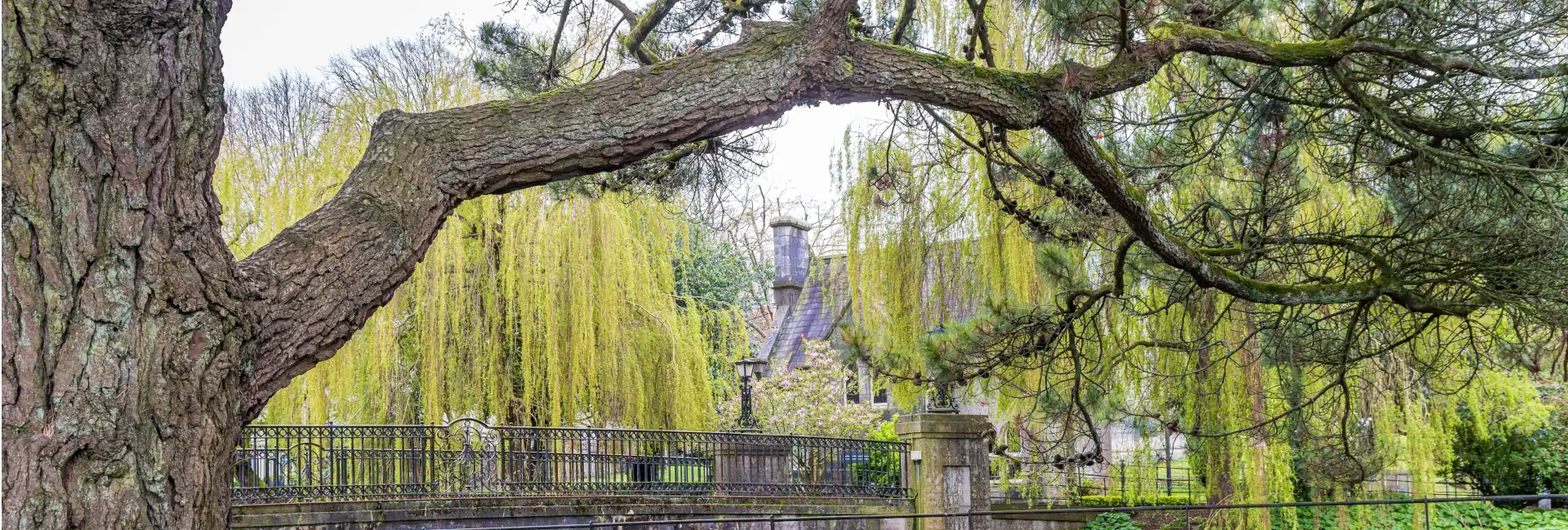Trees overhang the Alumni Bridge in UCC lower grounds