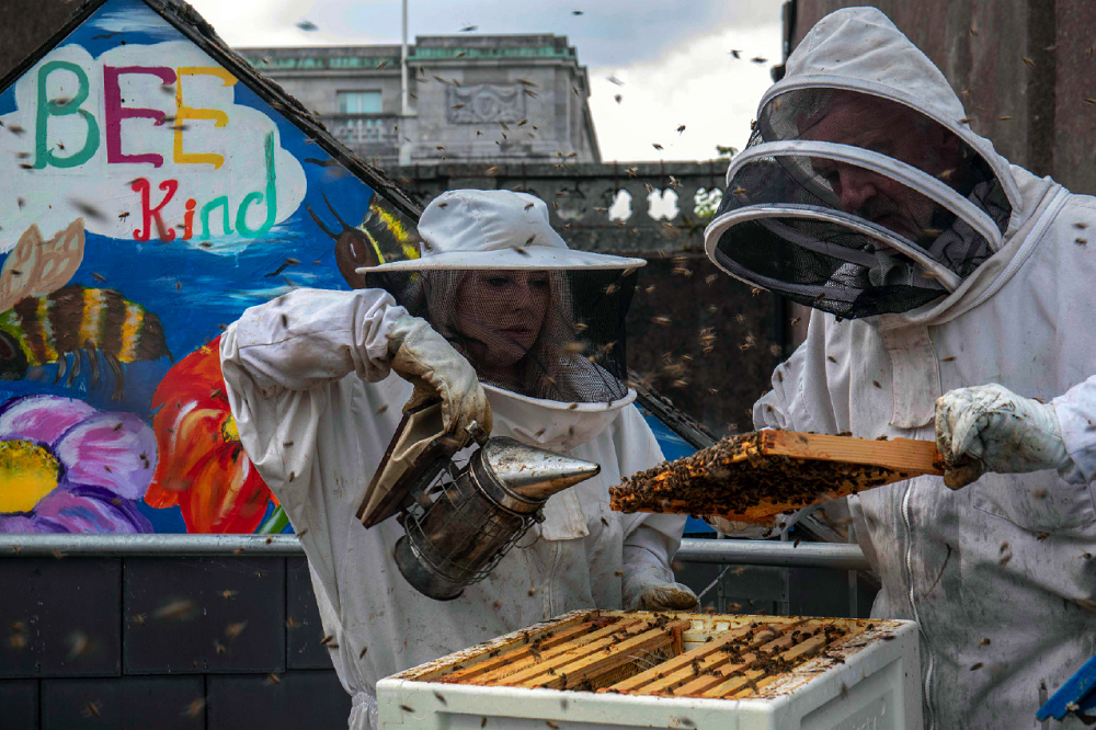 Beekeeping makes life sweeter for Cork kids