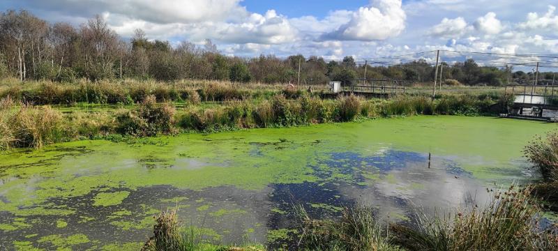 AquaMona: An chéad fheirm éisc mhórscála atá bunaithe ar an ros lachan riamh in Éirin