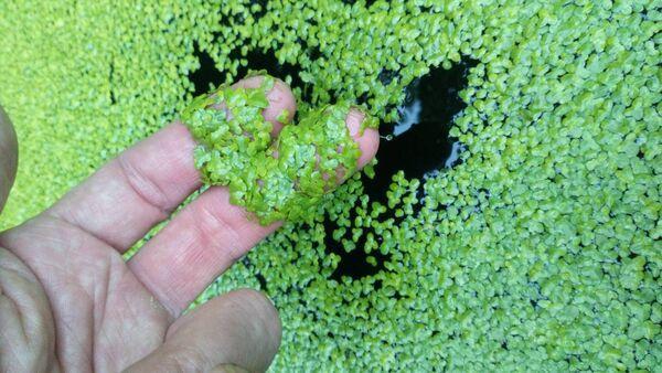 Duckweed has a natural ability to thrive in and purify polluted water and is amongst the fastest-growing plants. 
