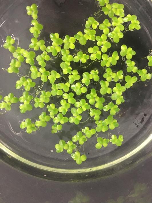 Duckweed Stock Cultures UCC