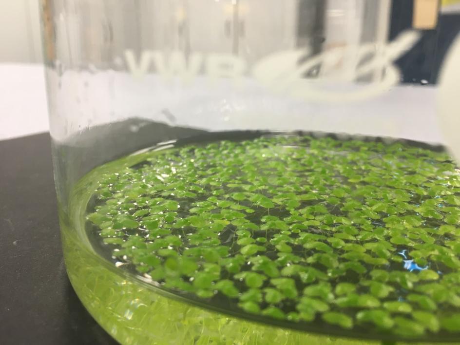 Duckweed Stock Cultures at UCC