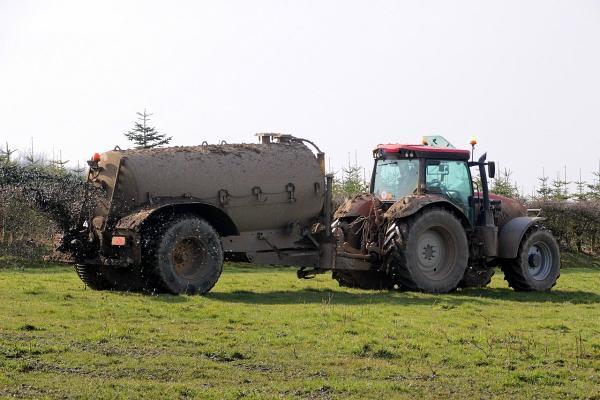 Growing animal feed from Slurry