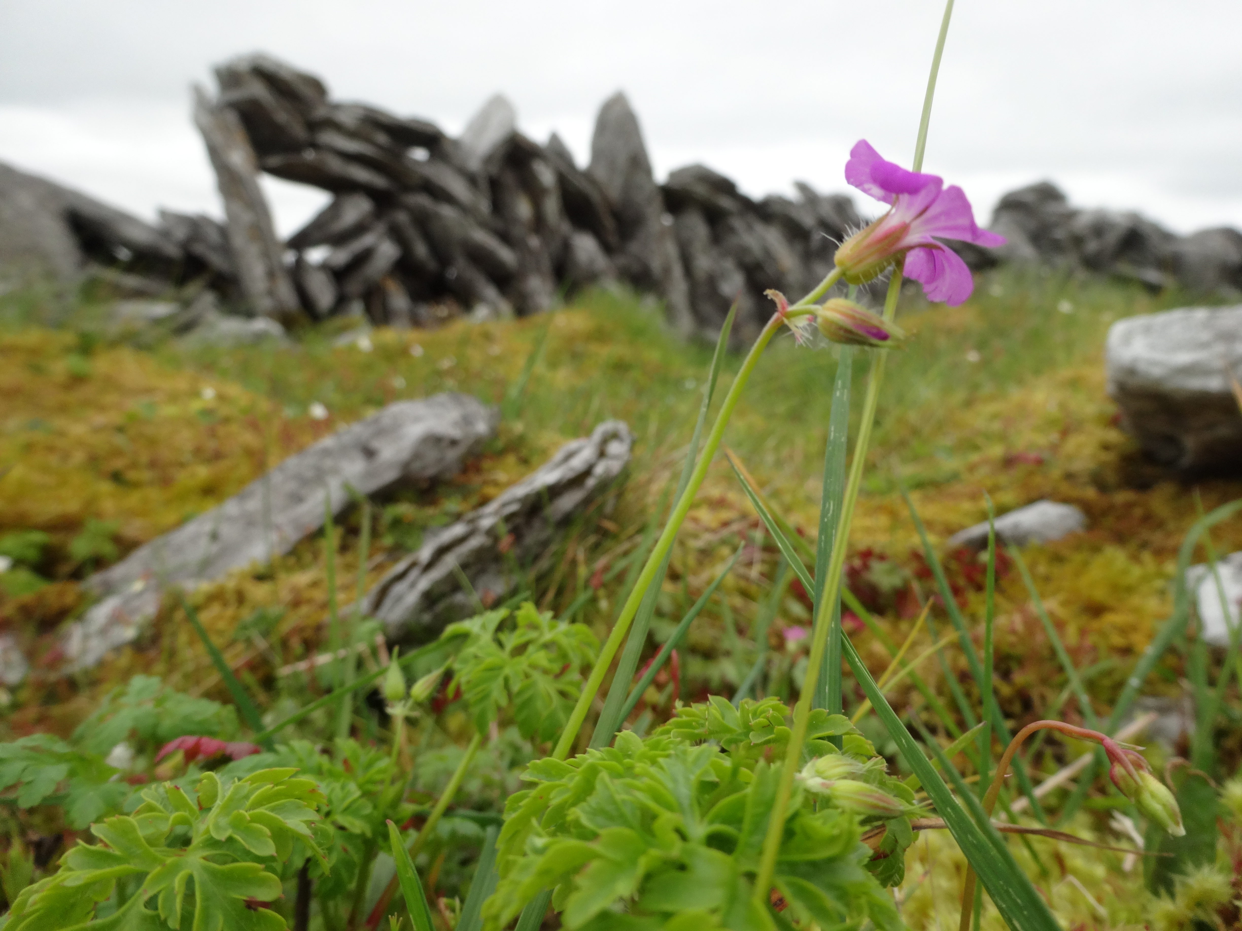 Nature Conservation in the Anthropocene 