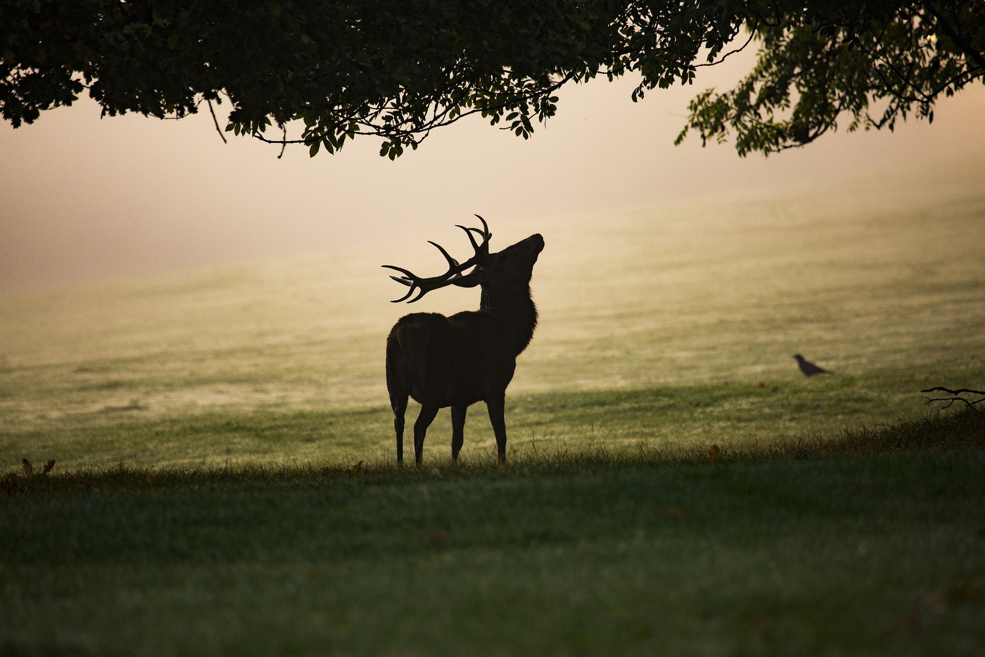 A large stage pictured in silhouette under a tree. In the background, a fog is beginning to blanket the field in which the stag is standing.
