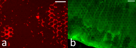 New article in Journal of Marine Science and Engineering!