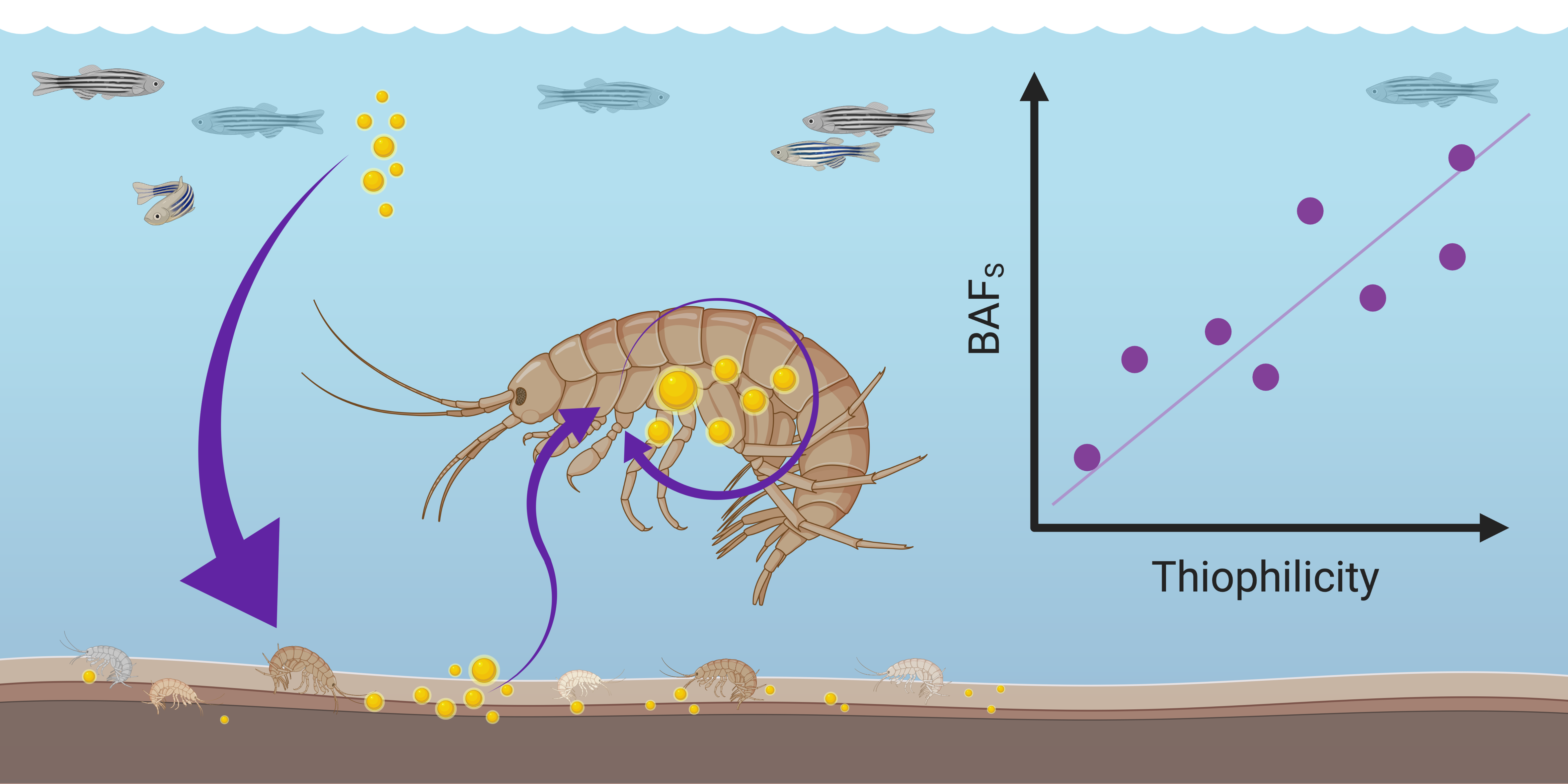 New article in Environmental Pollution by Dr Tim Sullivan and Irene O'Callaghan!